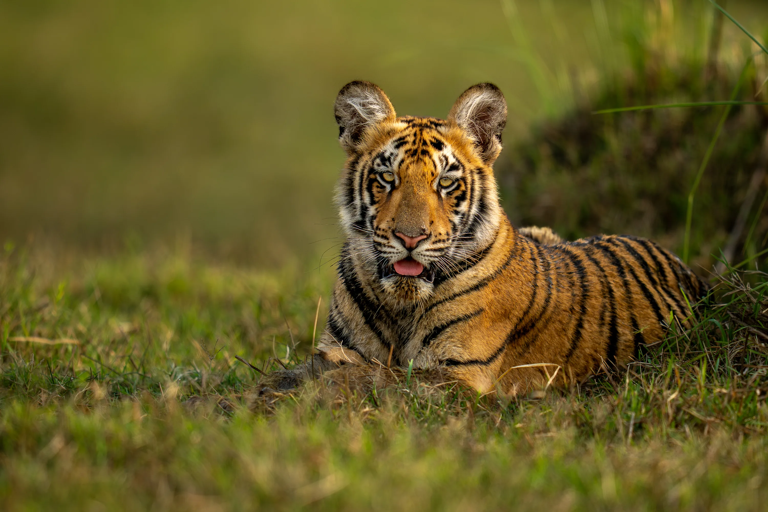 Panna & Bandhavgarh Tiger Expedition gallery image 4